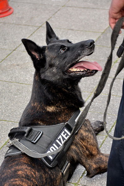Polizeishow   029.jpg